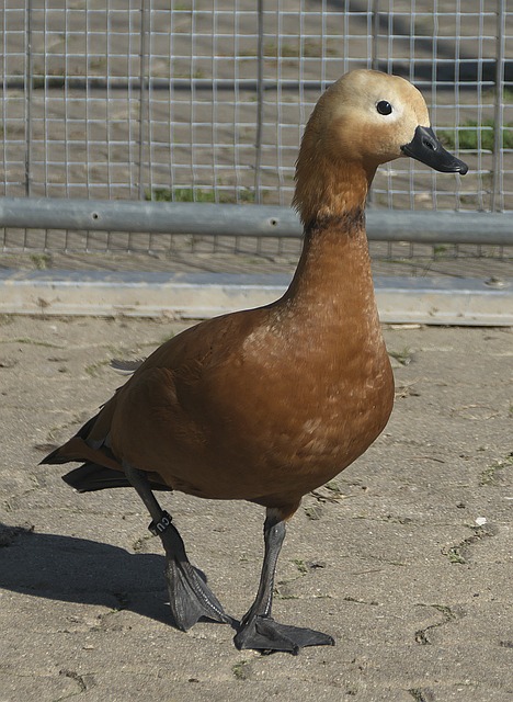 焦点